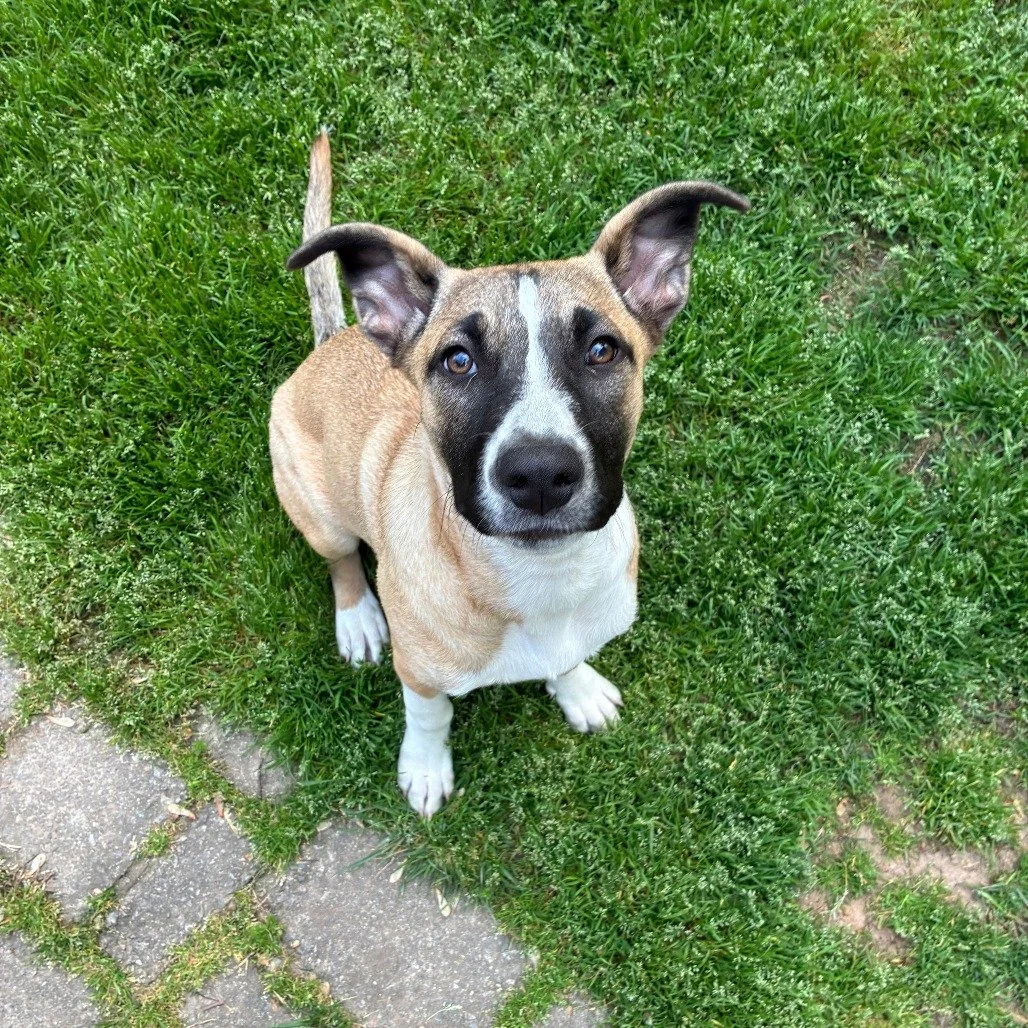 dog6.jpeg