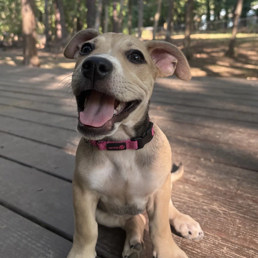 dog1.jpeg