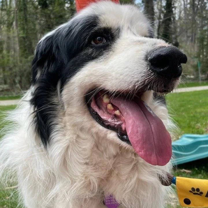 dog7.jpeg