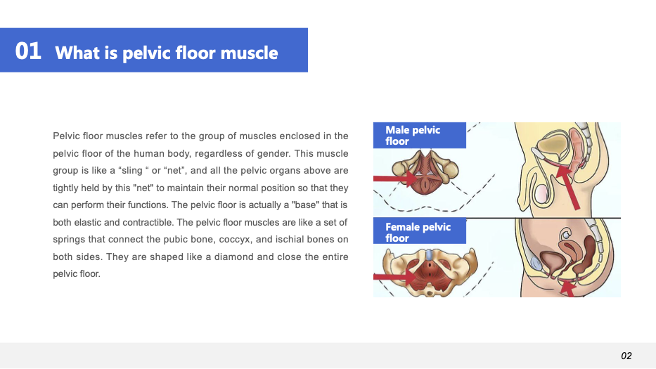 PelvicCure Catalog-3 (dragged).png