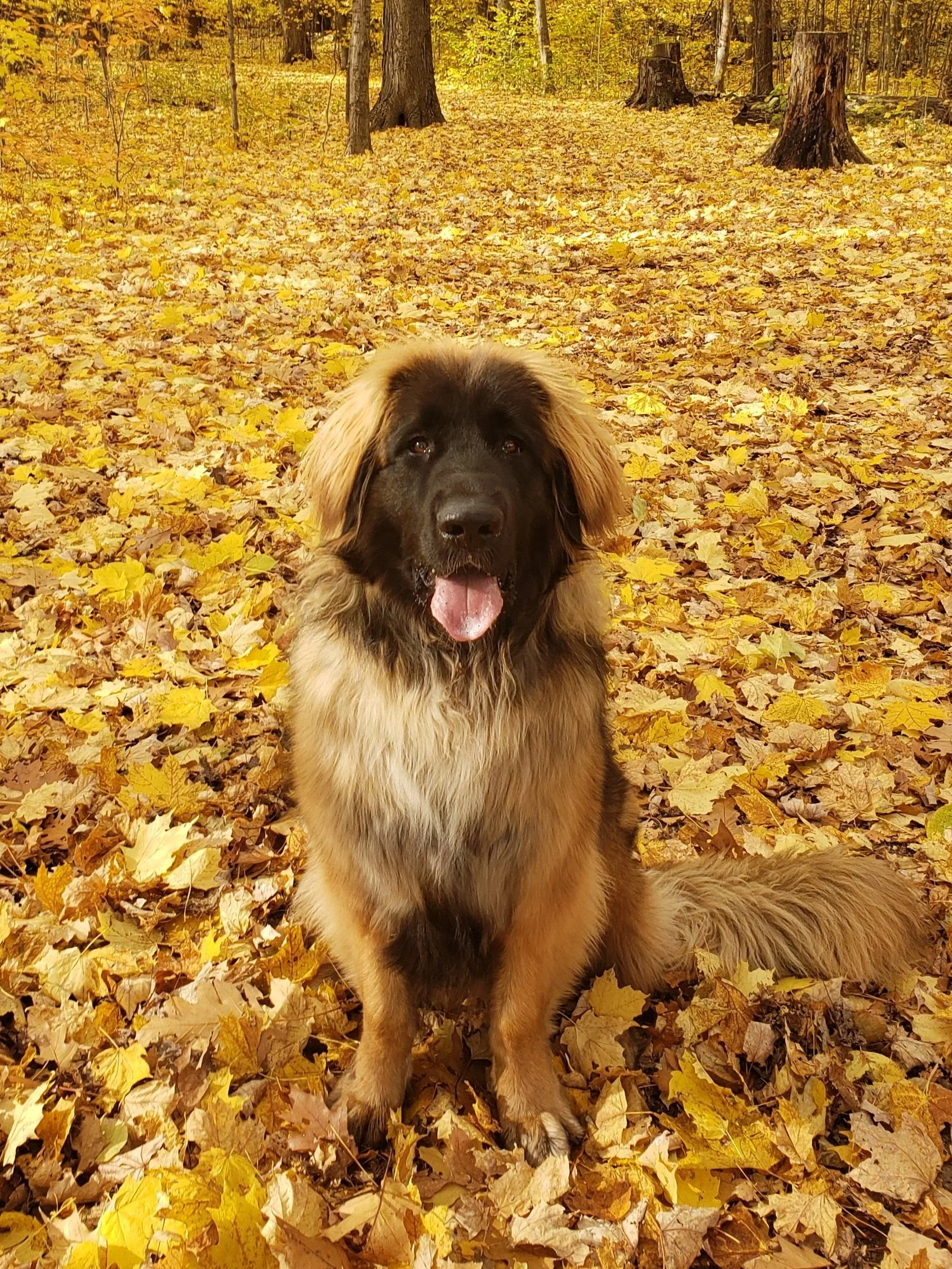 Sammy the therapist dog, sitting in the leaves