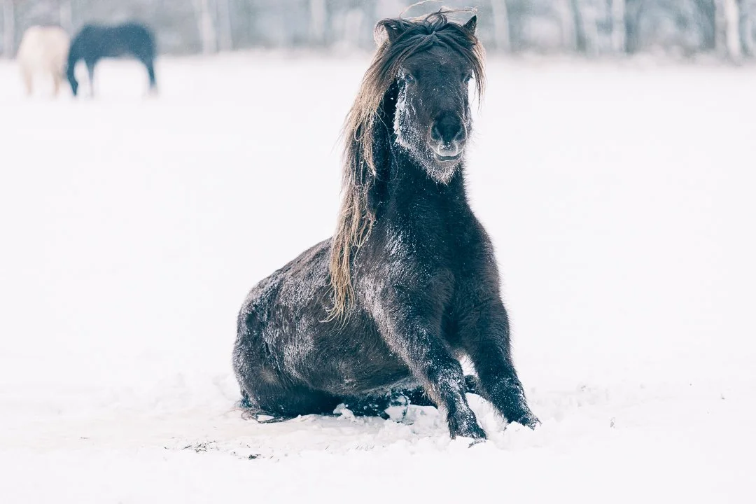 Billede af en islandsk hest der sidder i sneen