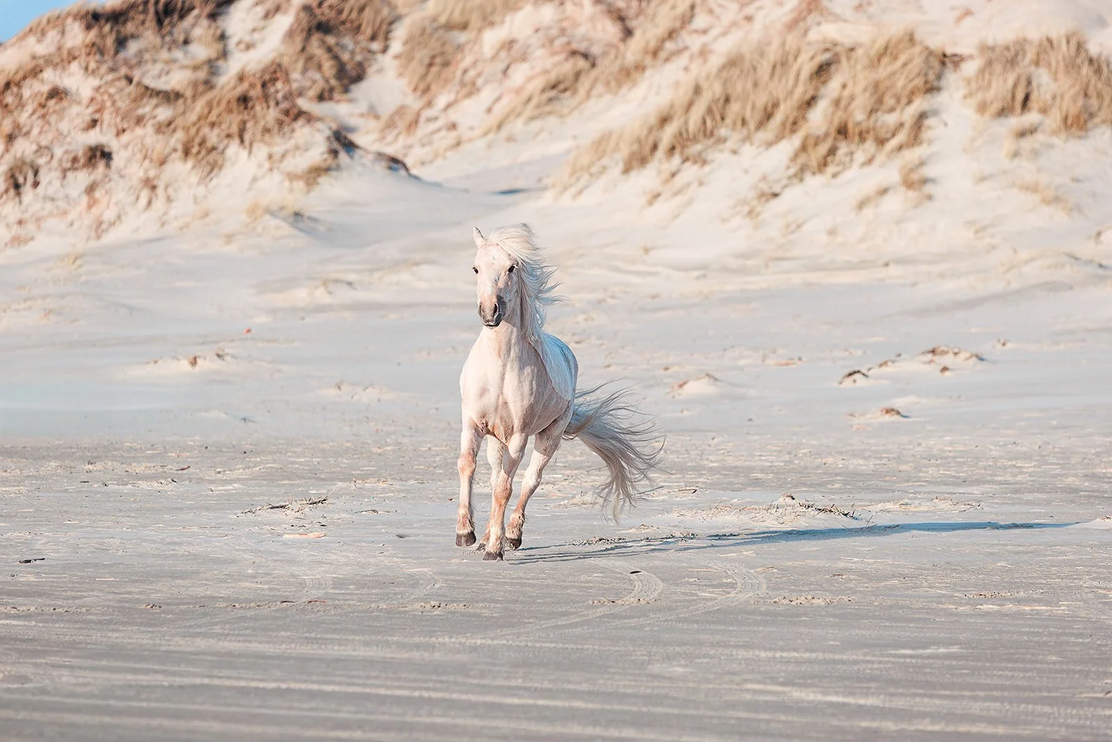 Hestefotografering ved Vesterhavet