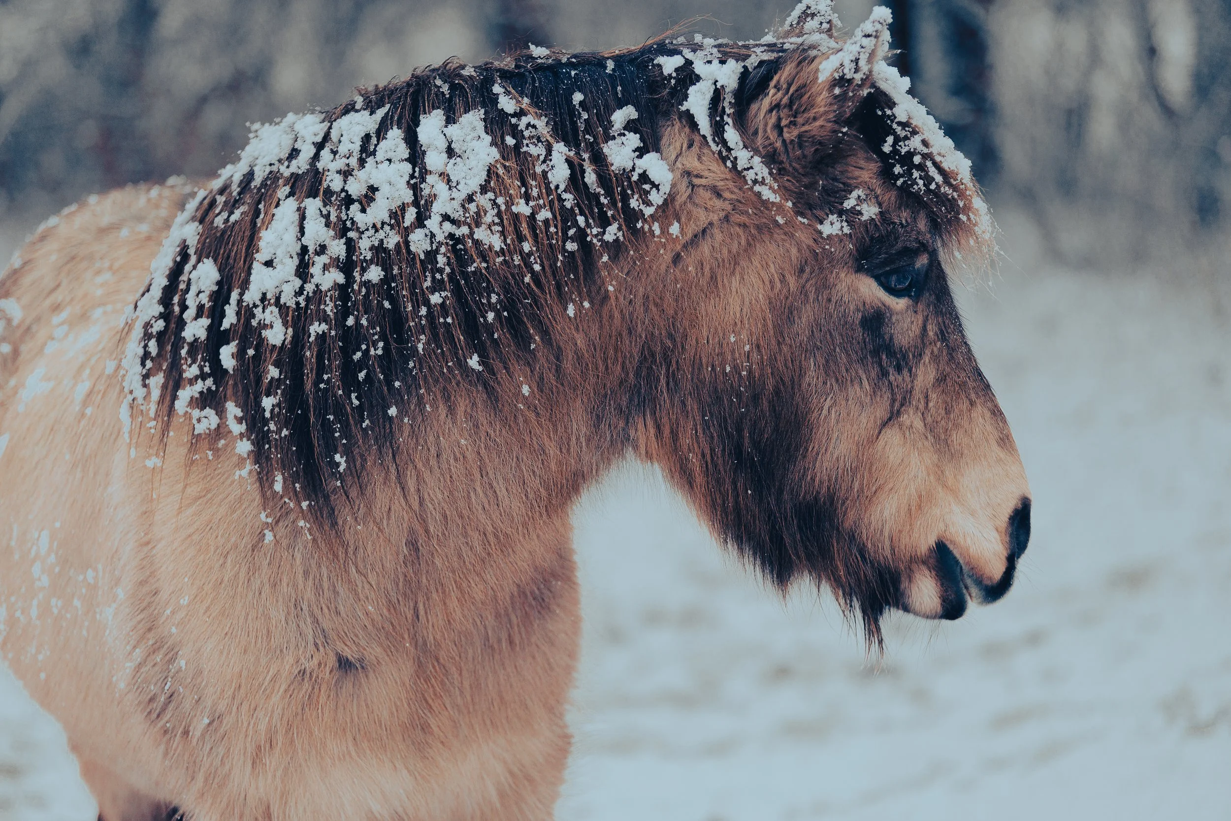 Portræt af en smuk moldott med sne i manen