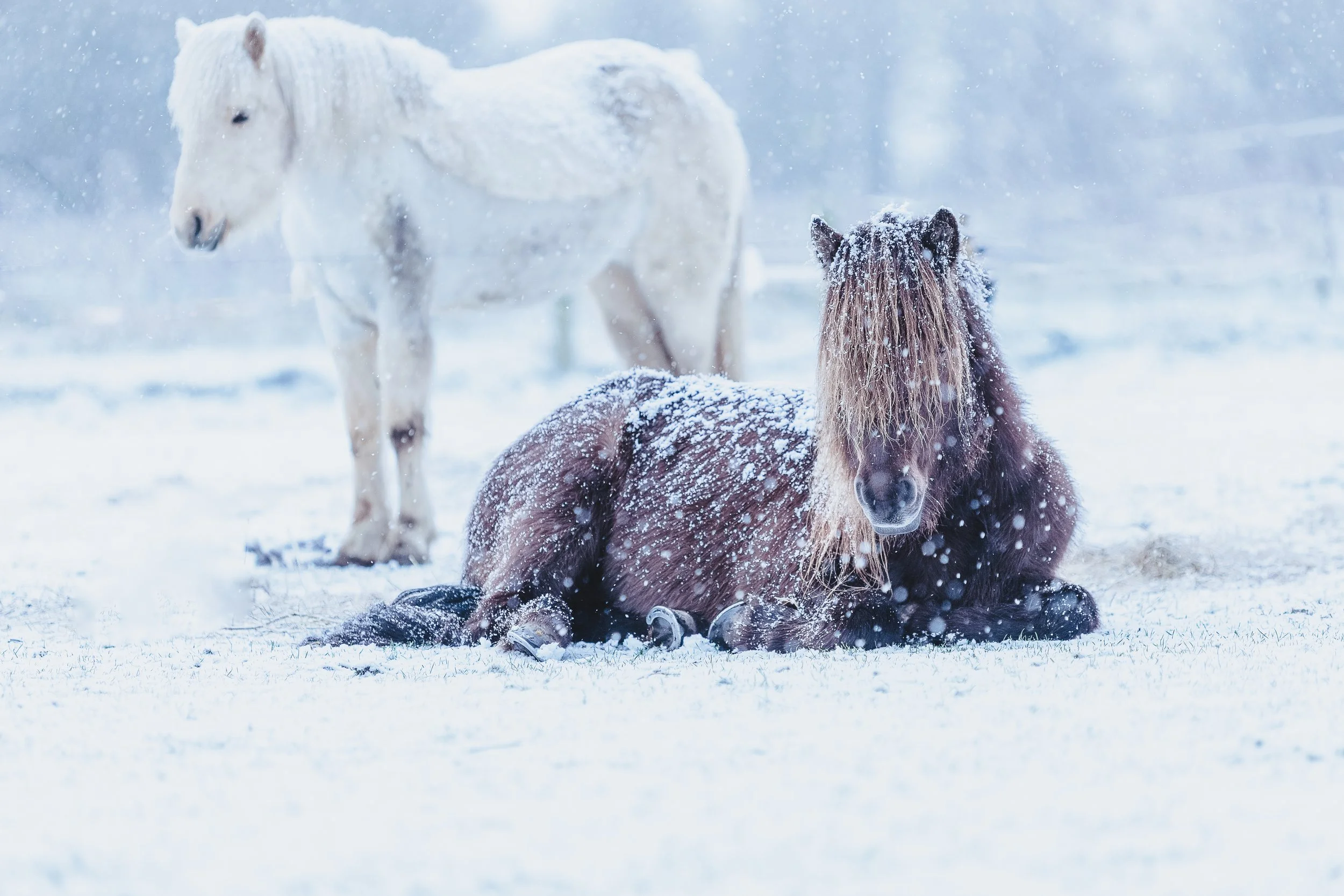 Sigurd & Godadis-17.jpg