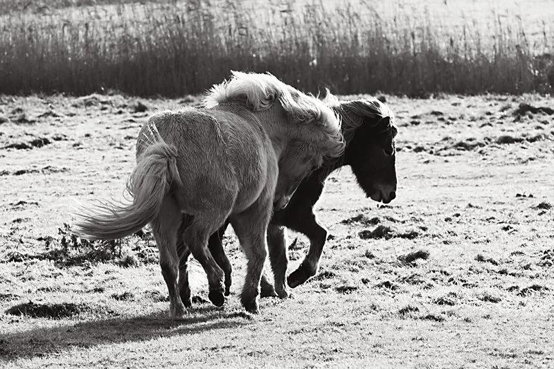 Unge islandske heste der leger på Rømø