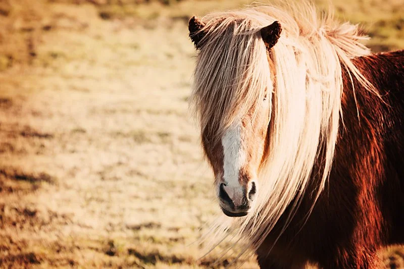 Portræt af en majestætisk islandsk hest med stor man