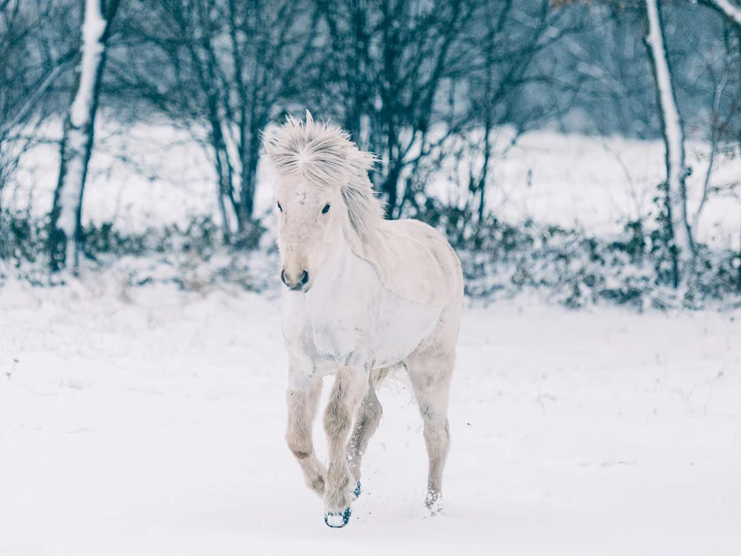 Islandsk hest i sne