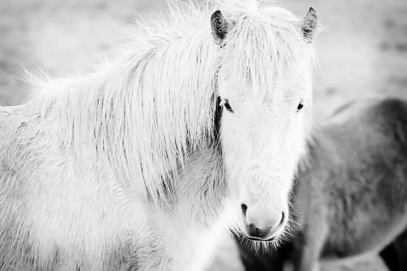 sort og hvid portræt af en hvid islandsk hest på en mark