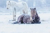 Sigurd & Godadis web-17.jpg