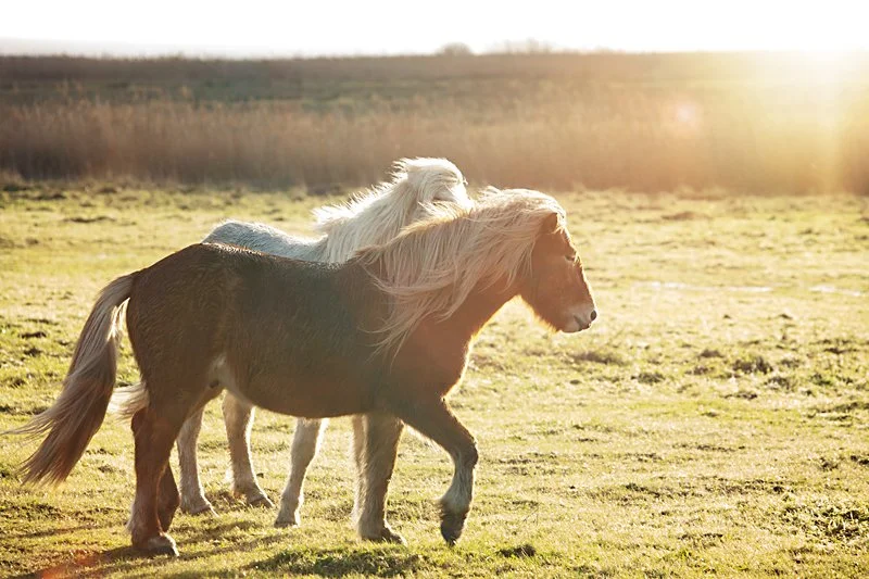 To unge islandske heste leger i solen