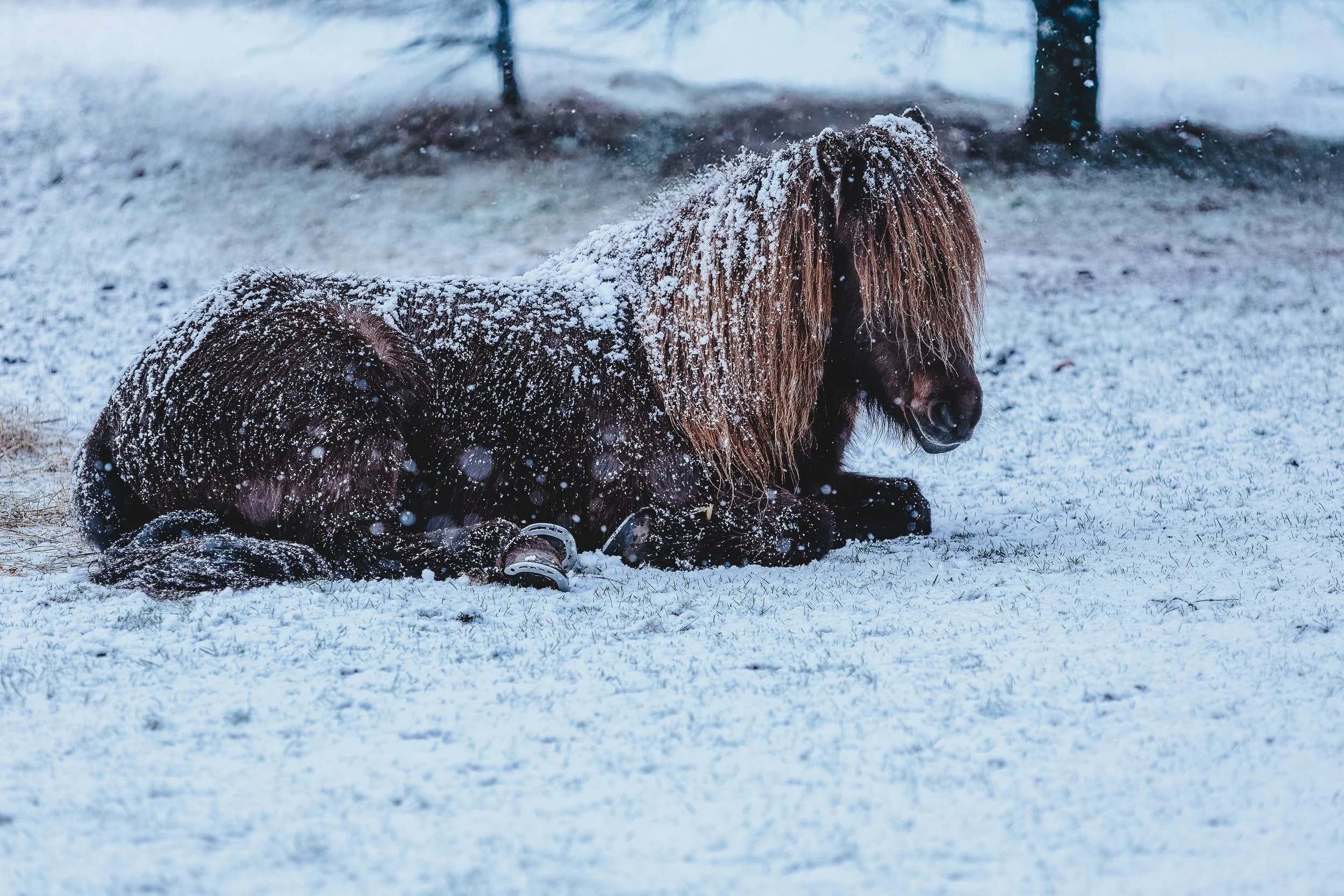 Portræt af islandsk hest der ligger i sneen