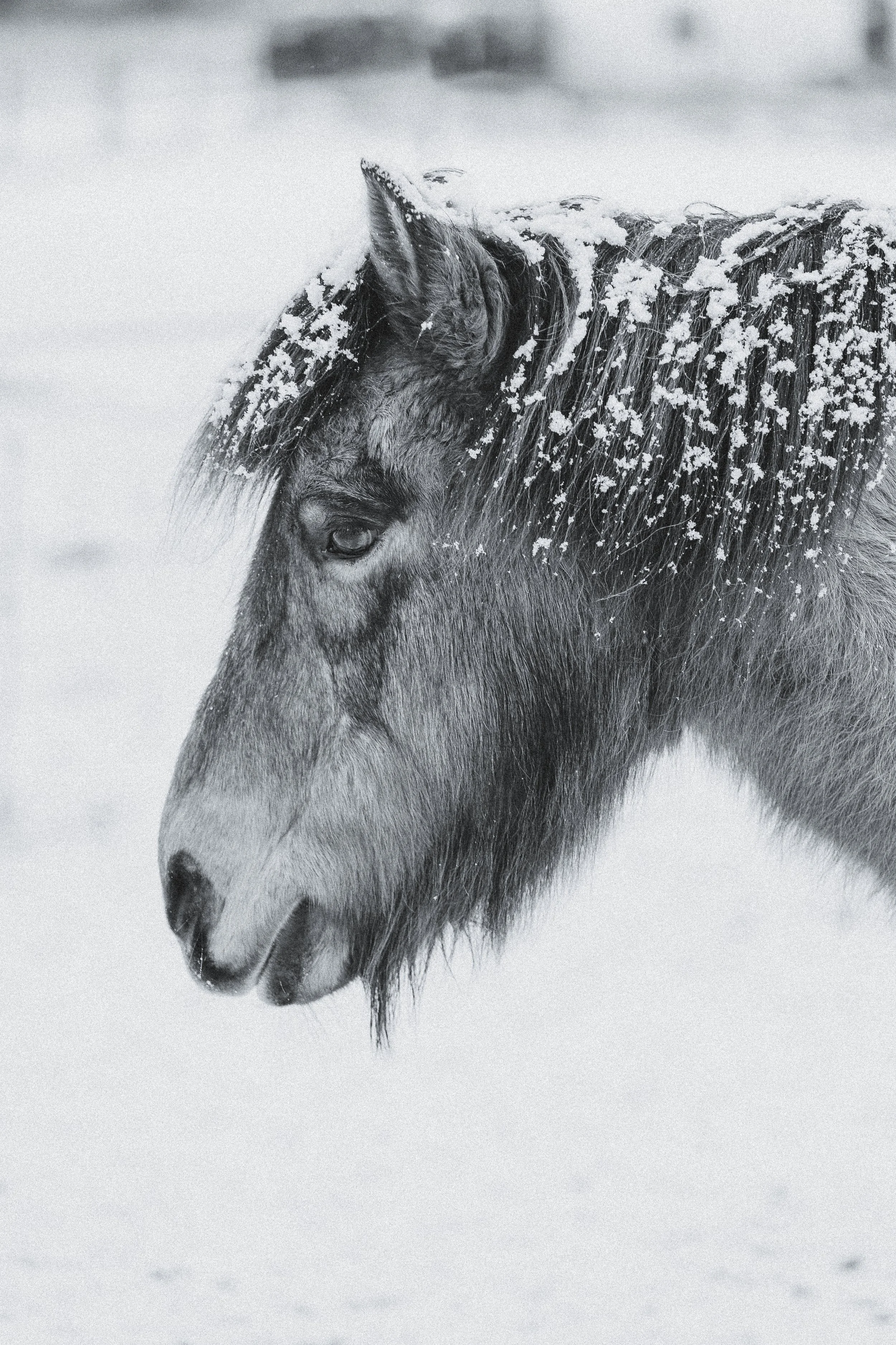 Sigurd & Godadis-8.jpg