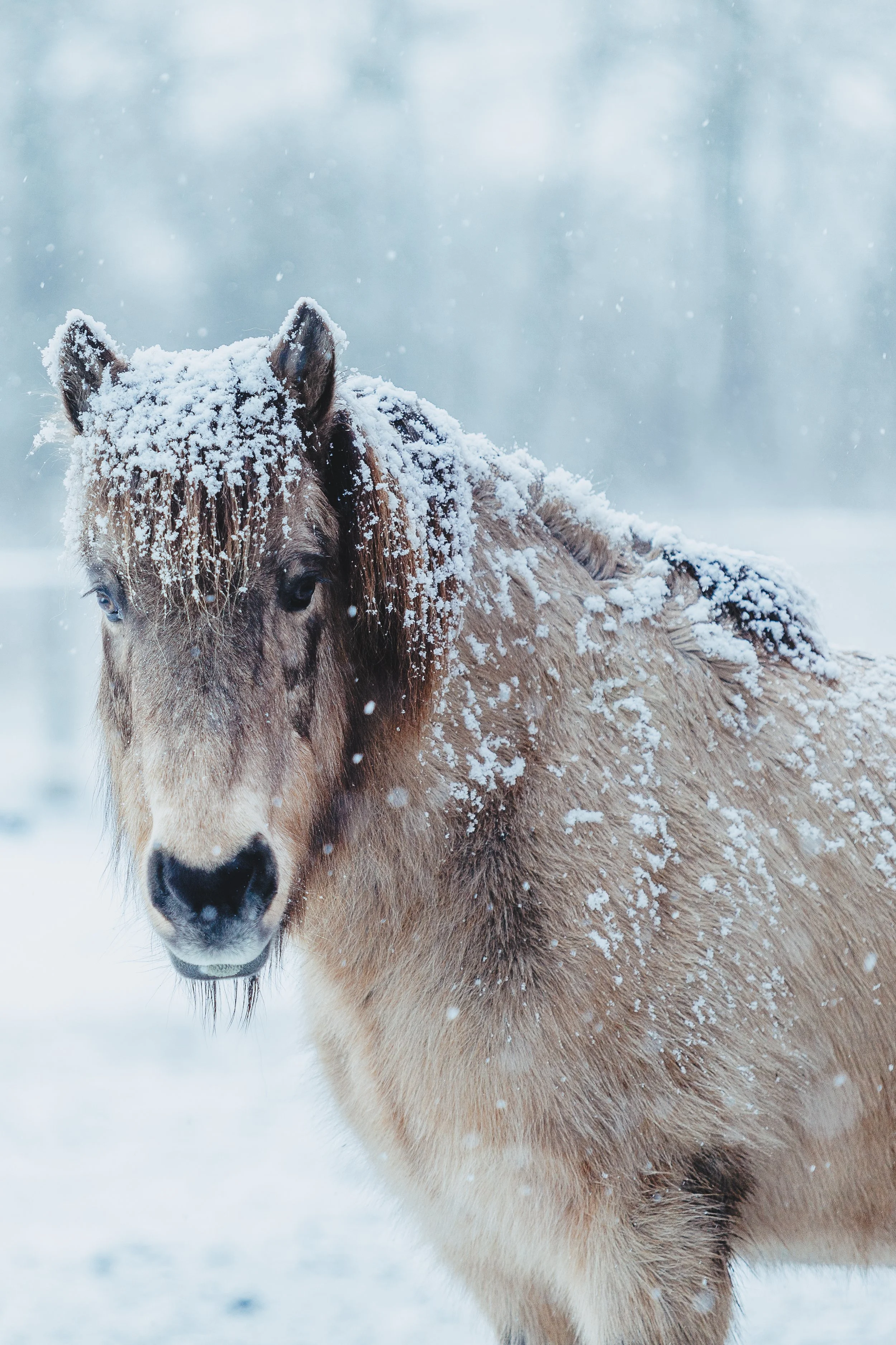 Smuk islandsk moldott fotograferet i sne