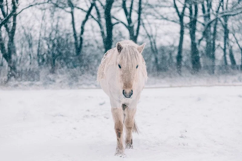 Smuk hvid islandsk hest i snelandskab