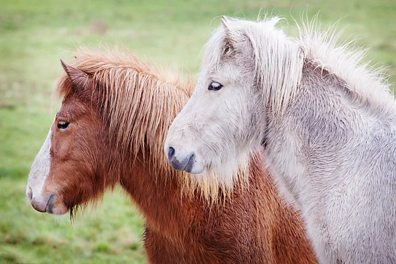 Portræt af to unge islandske heste på en mark