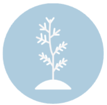 tree growing graphic