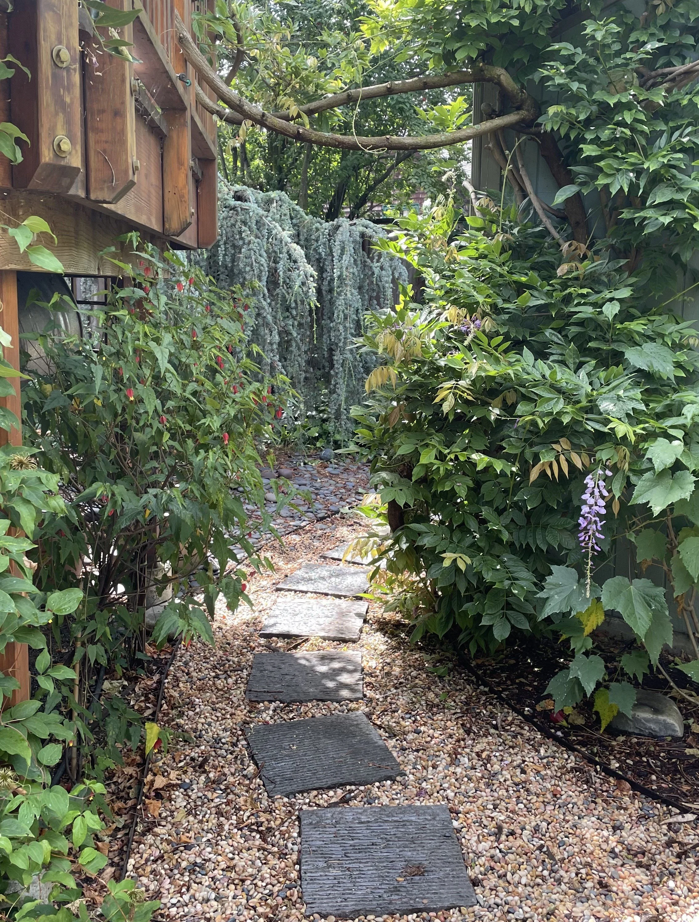 A garden pathway made of stepping stones on a bed of small pebbles, surrounded by lush green foliage and flowering plants.