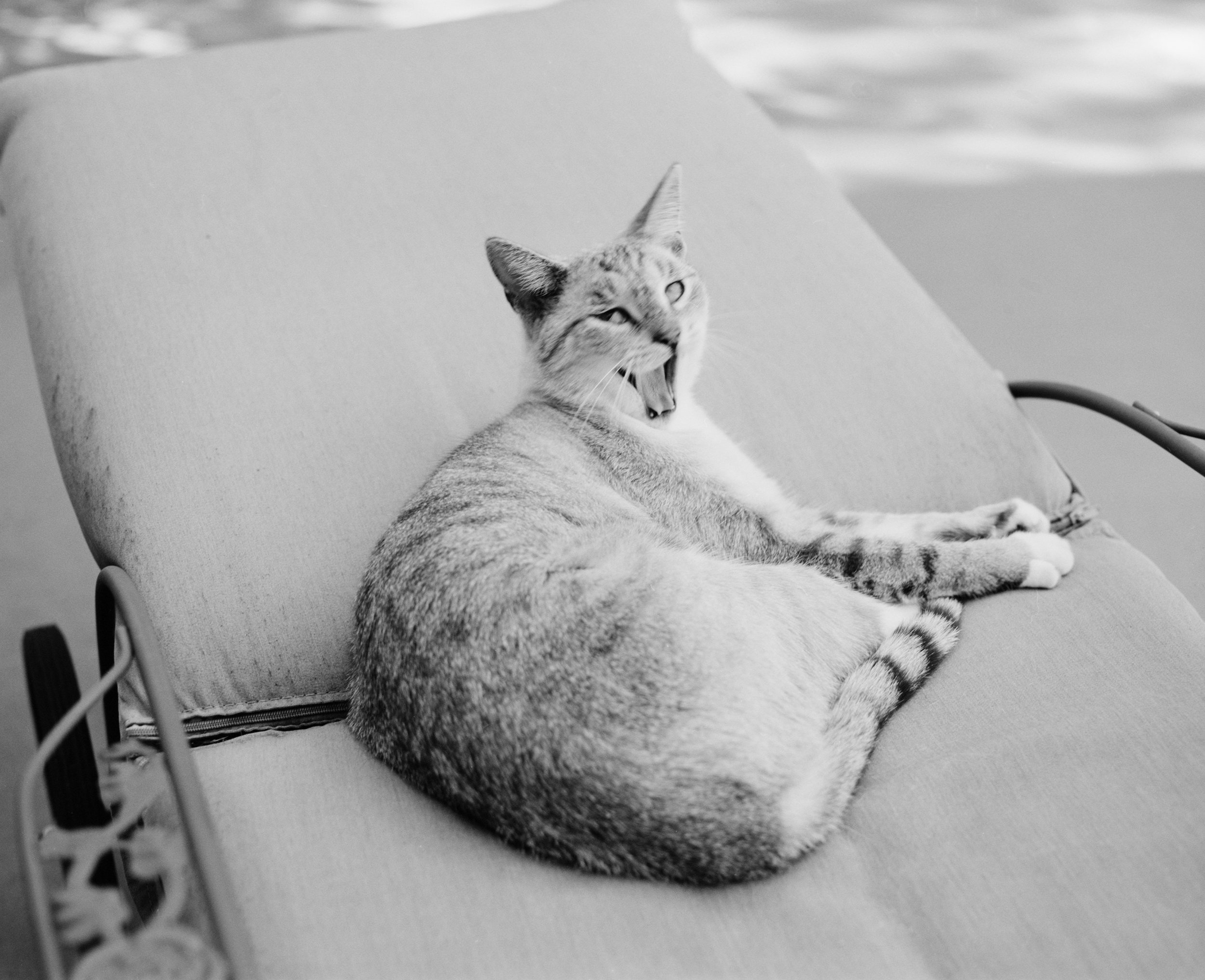 Luna_At_Home_ABQ_2025_WORK copy.jpg