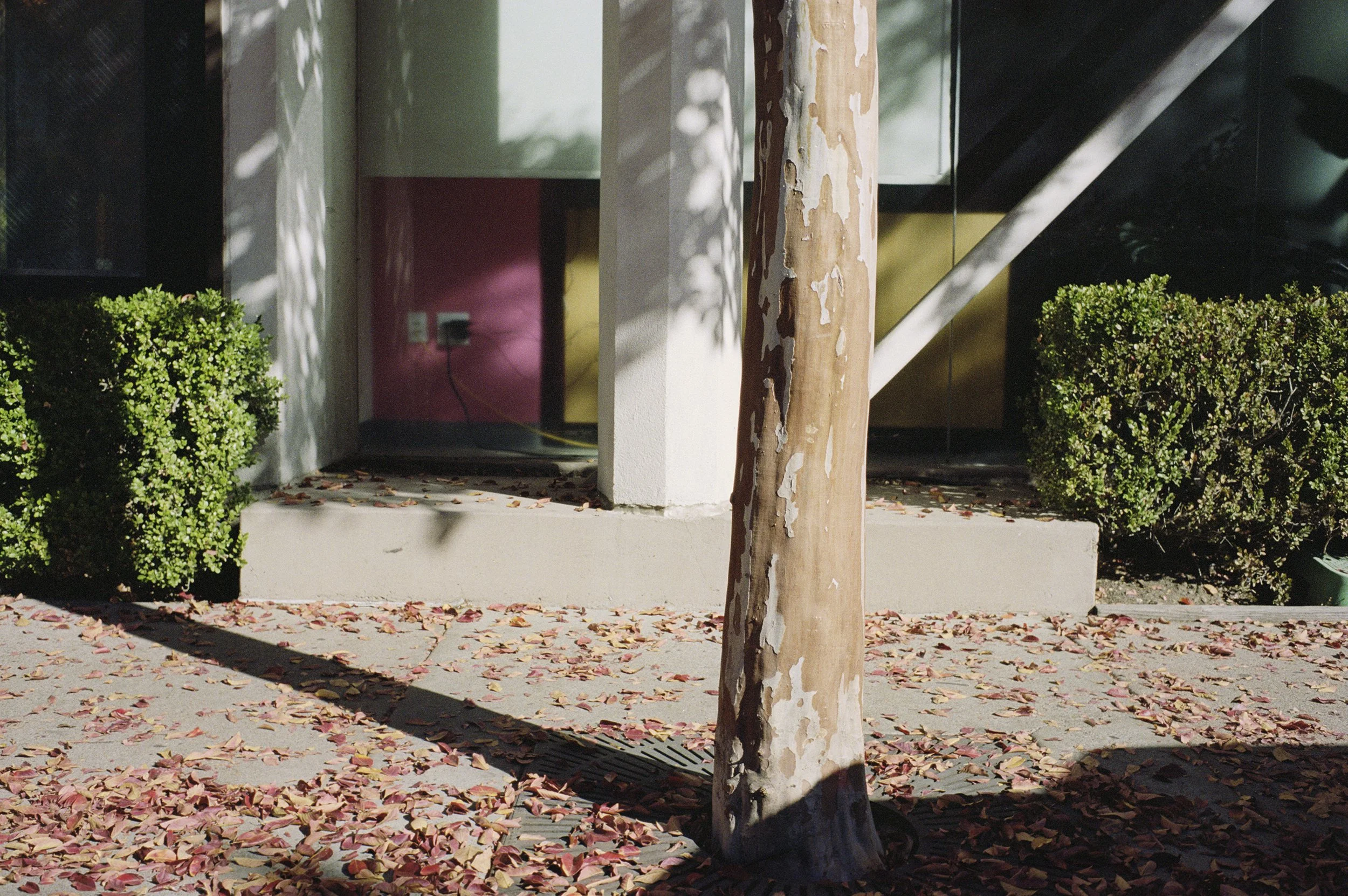 TreeShadowHoriz copy 2.jpg