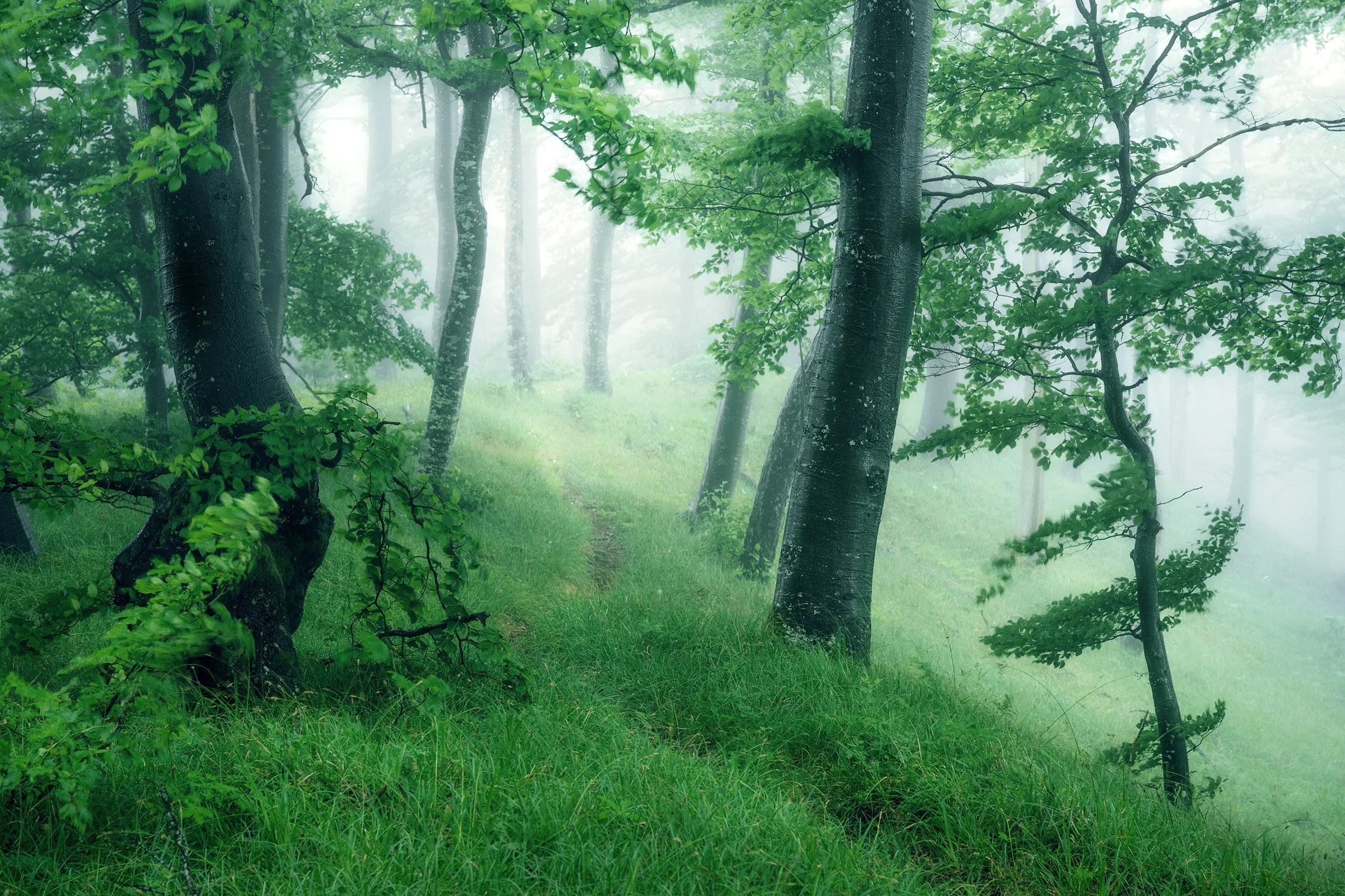 Nebelwald - Naturpark Thal - Fine Art