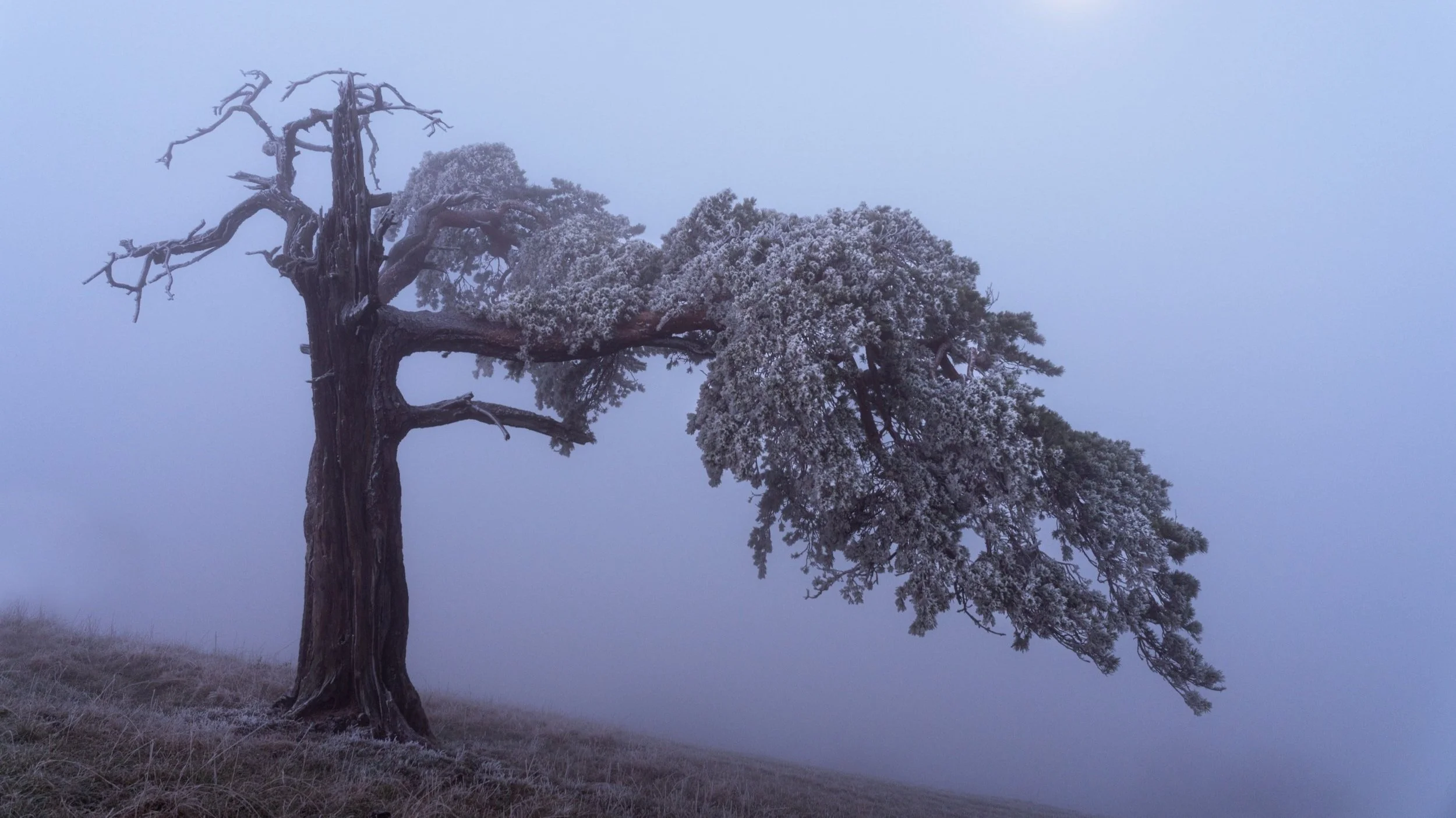 Bergföhre im Vollmondlicht - Naturpark Thal - Wandbild