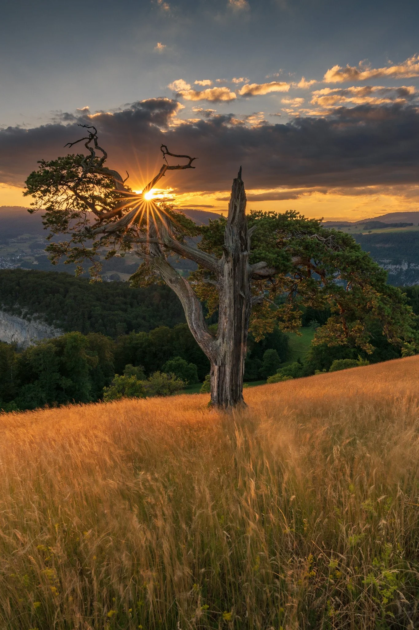 Sonnenuntergang - Bergföhre Roggen - Naturpark Thal - Wandbild