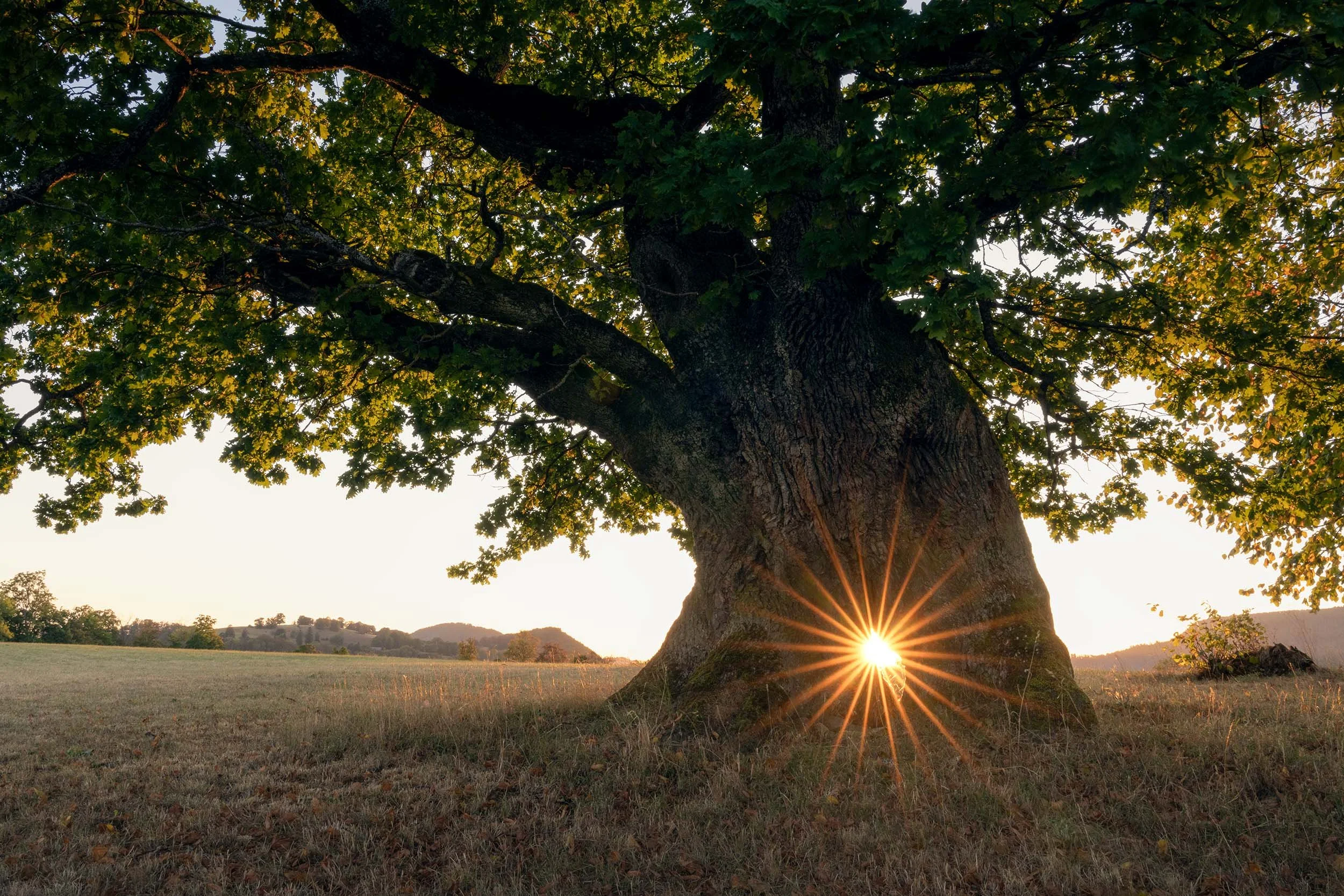 Sonne leuchtet durch das Loch im Stamm der Eiche - Naturpark Thal - Fine Art