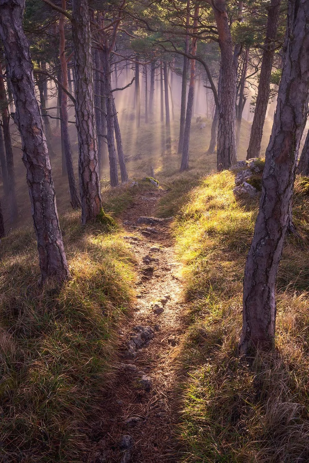 Nebelwald im Naturpark Thal - Wandbild