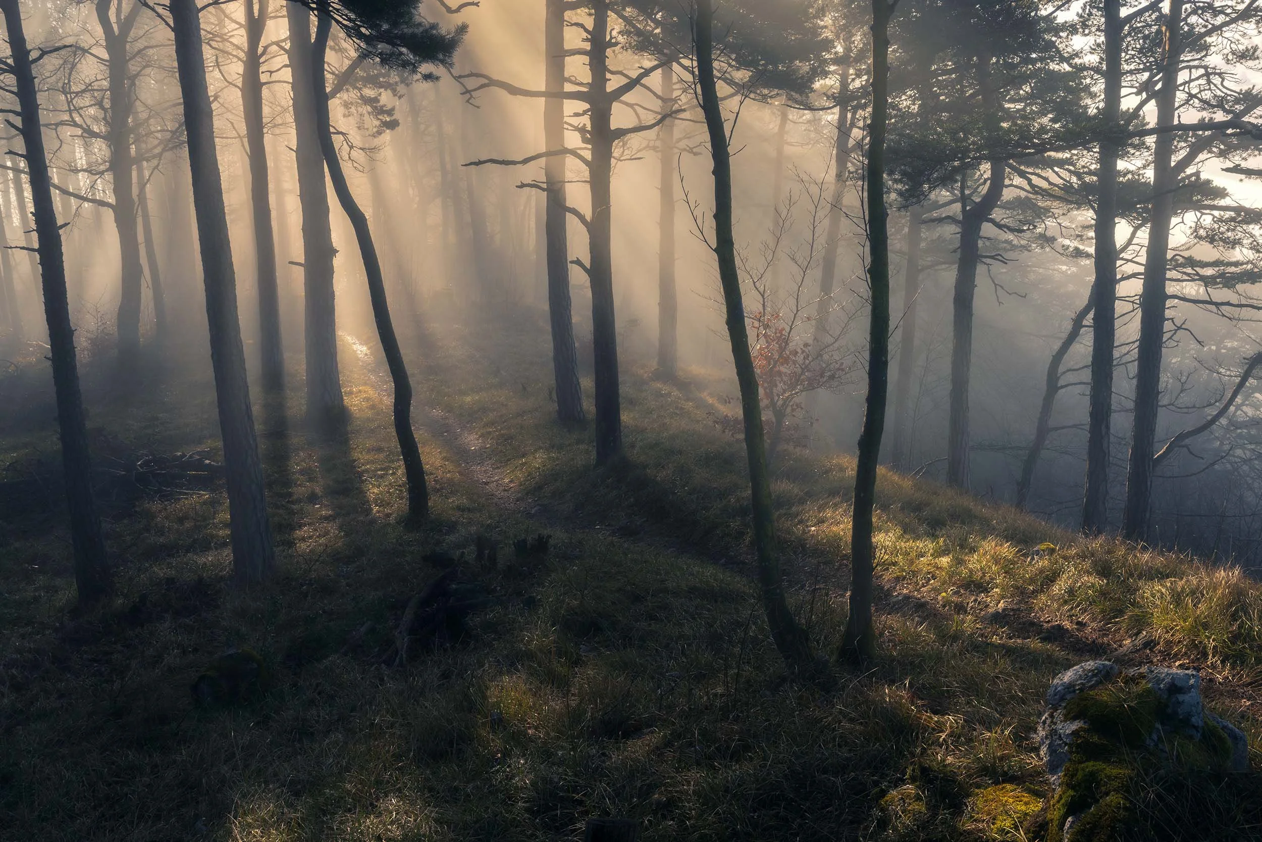 Kiefernwald - Naturpark Thal - Fine Art
