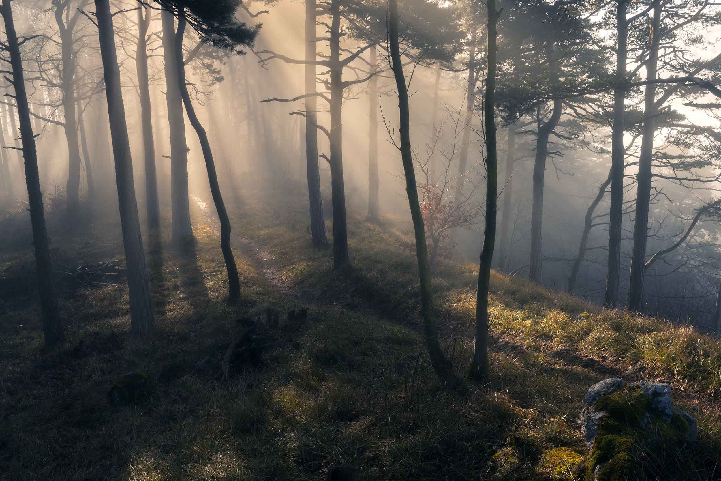Wald der verlorenen Zeit - Naturpark Thal