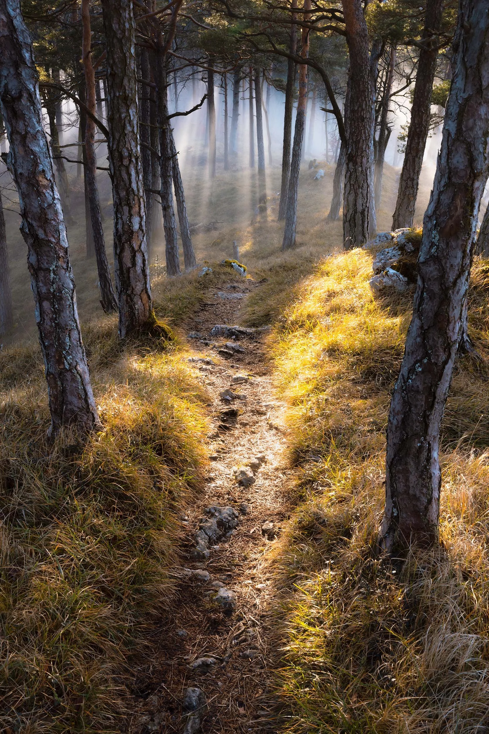 Wenn der Wald erwacht - Naturpark Thal