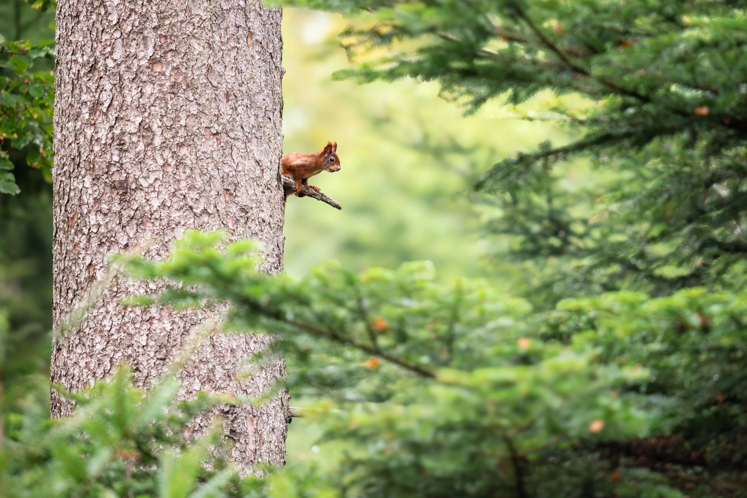 Eichhörnchen in tiefen Wald - Naturpark Thal - Wandbild