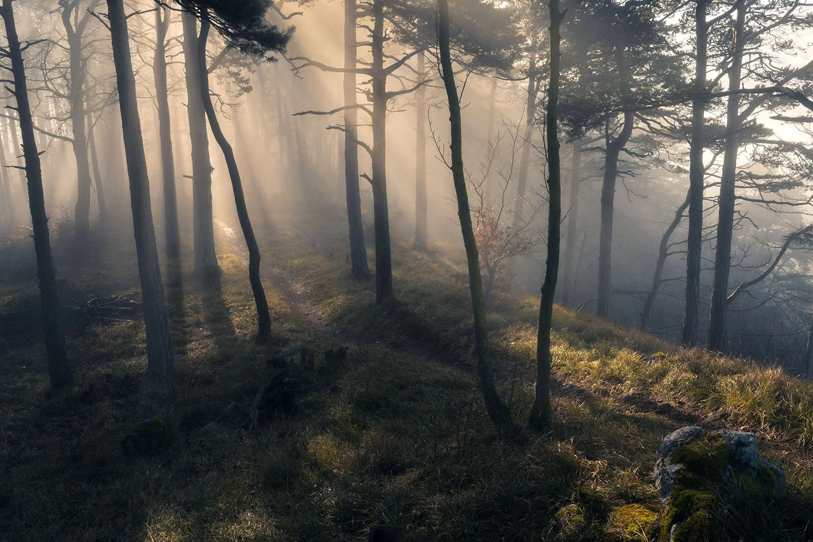 Der Nebel verhüllt den Föhrenwald - Naturpark Thal - Wandbild