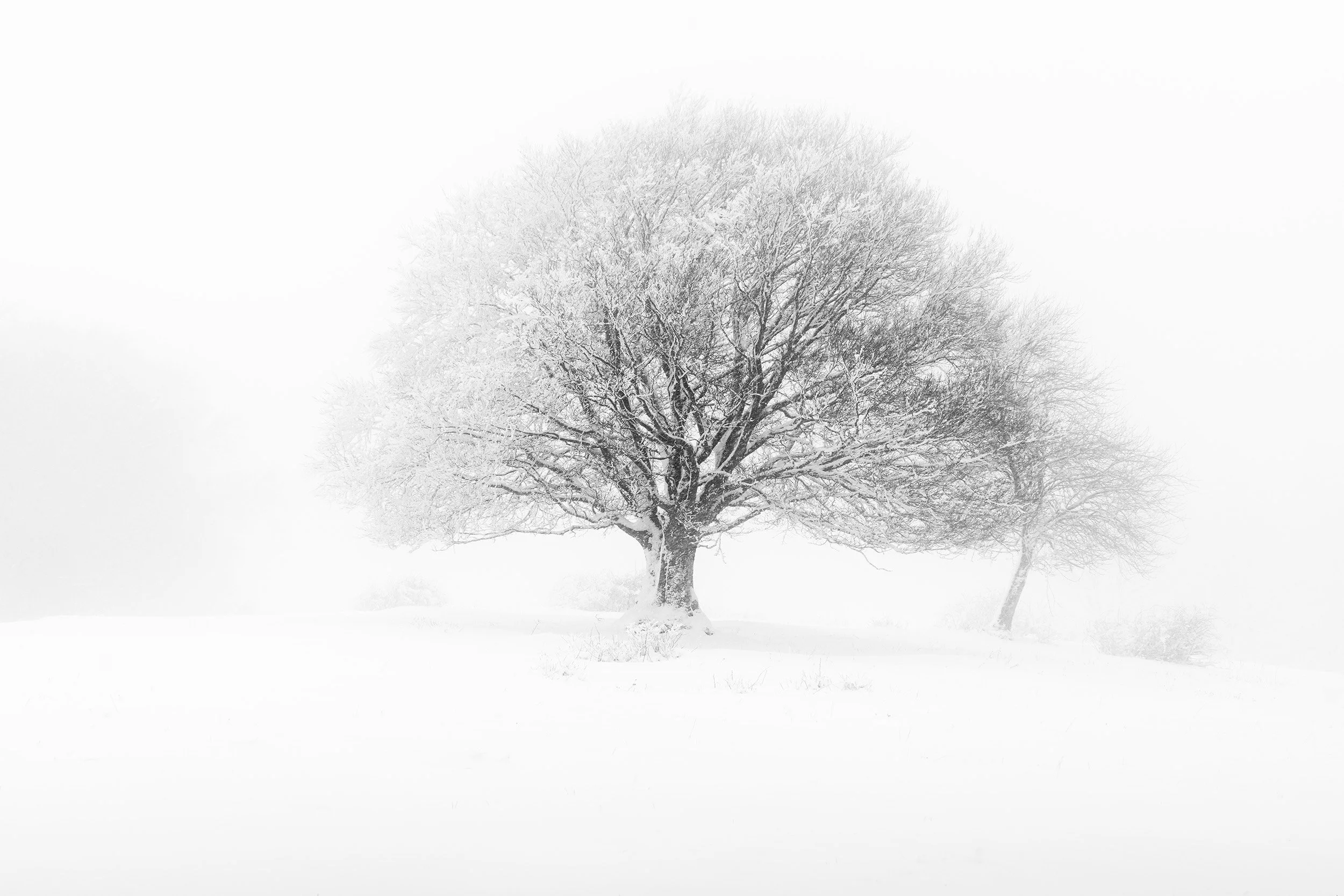 Schneelandschaft - Naturpark Thal - Fine Art
