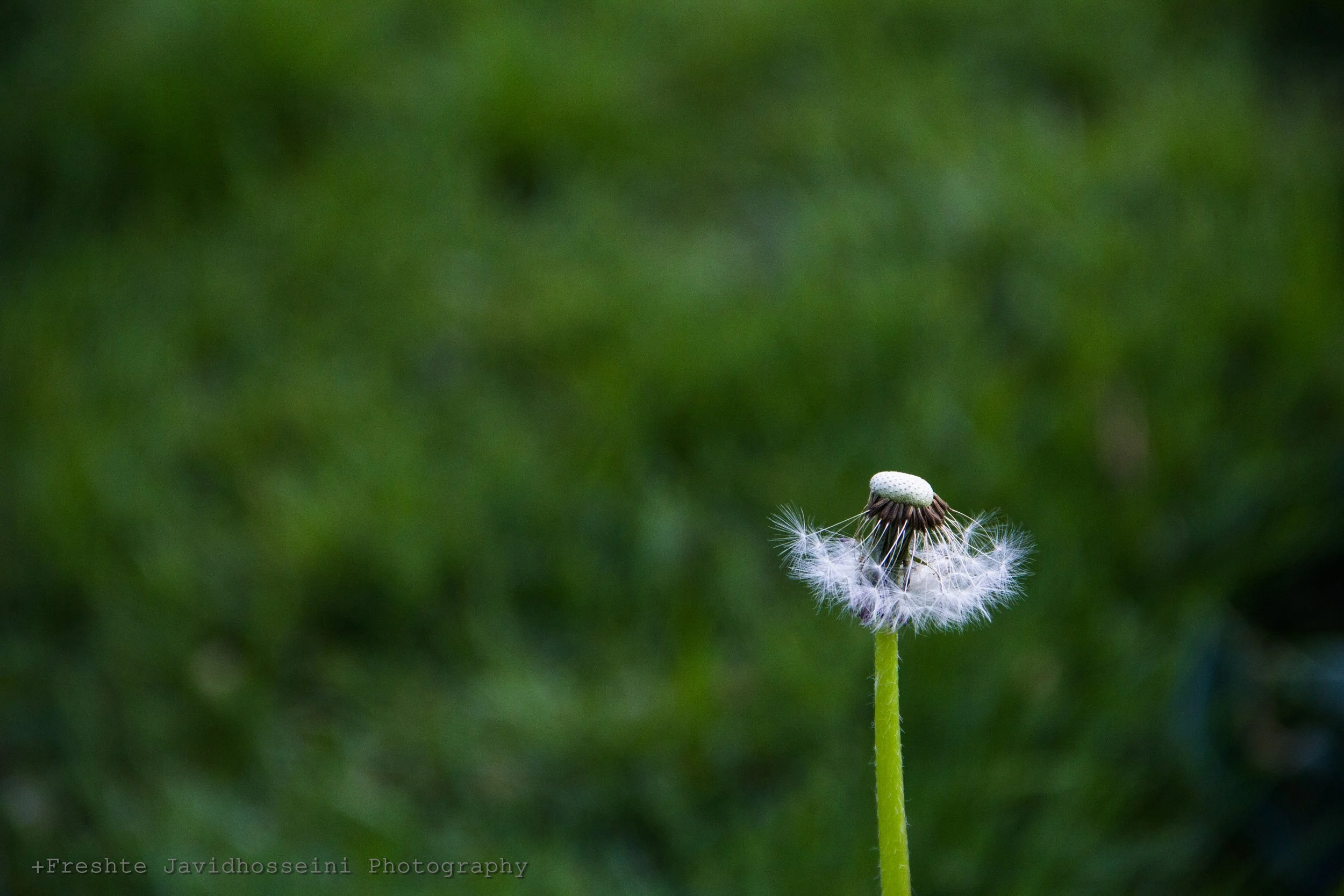 Photo of a half-blown dandelion taken by Freshte Javid
