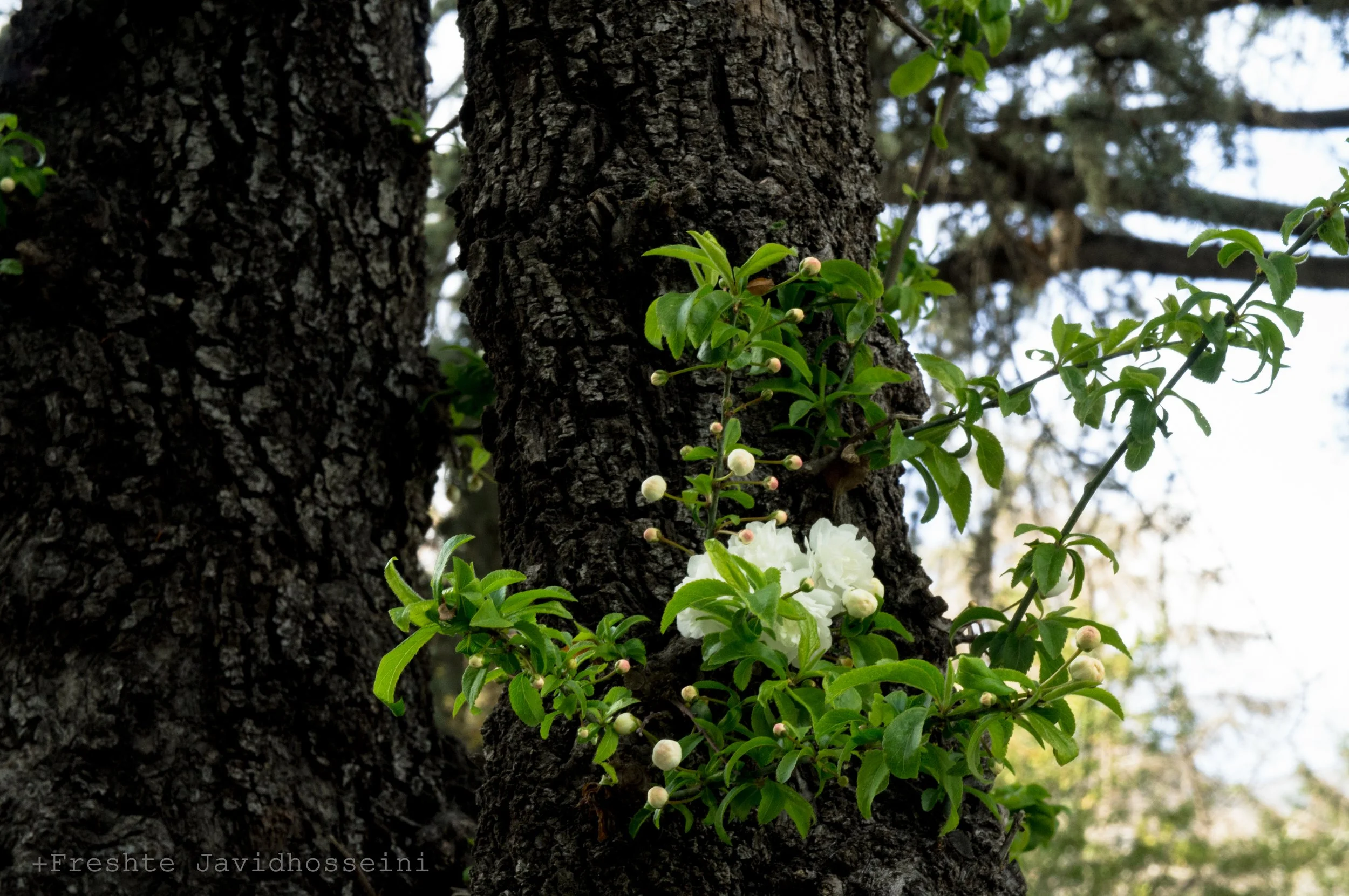 Tree trunk in bloom; photo taken by Freshte Javid