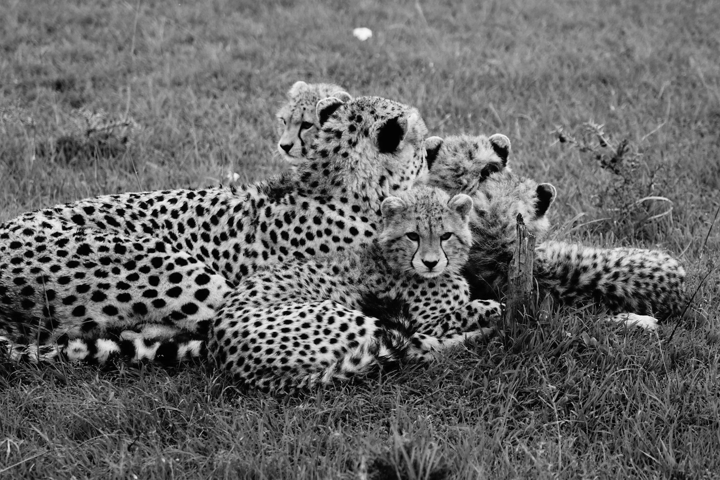 Guidepost 1 : Cultivating Authenticity; Letting Go of What People Think