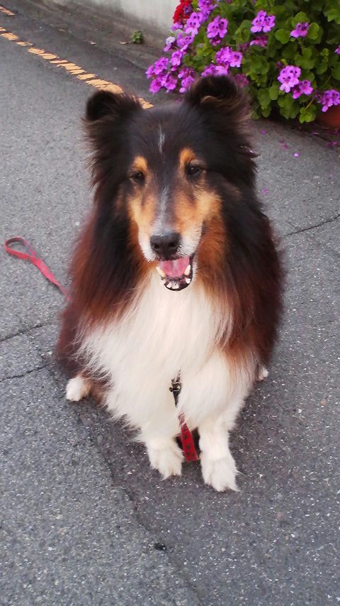 Rena's Dog Miku