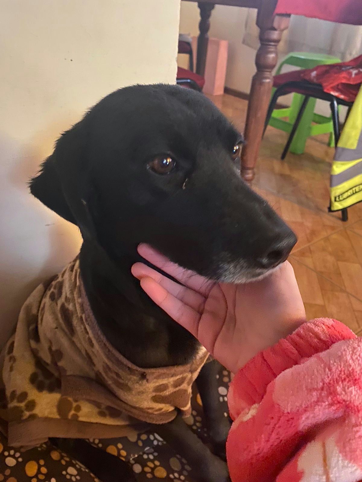 Leo's Dog Pamela