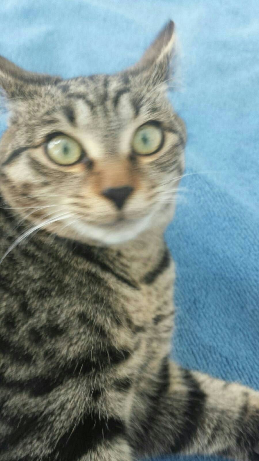 Lev and Mia's Cat Kiki