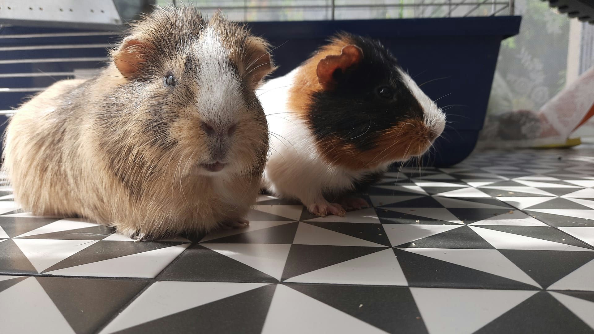 Lev and Mia's Guinea Pigs Ginger and Buttons