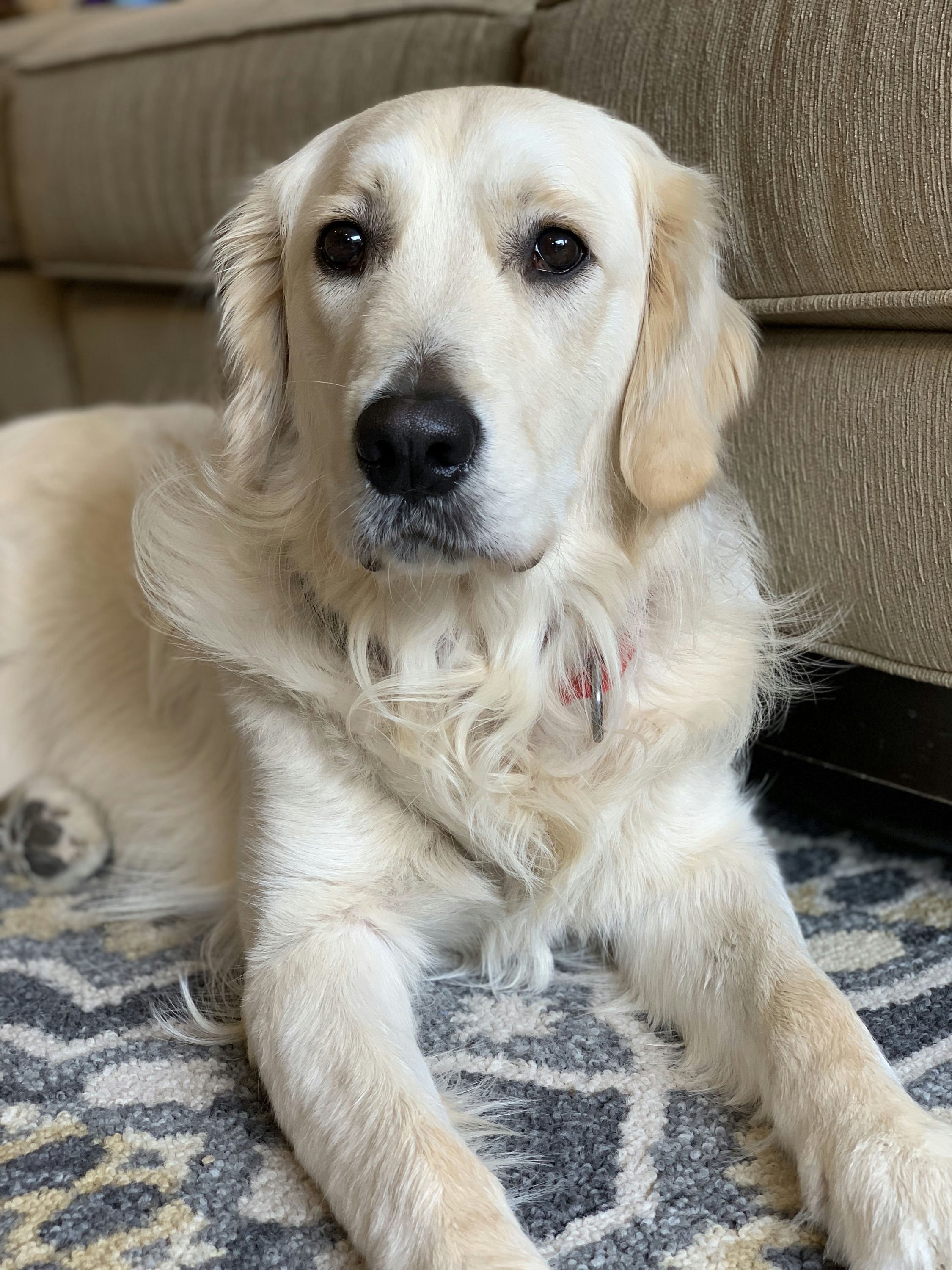 Riya and Nina's Dog Oliver