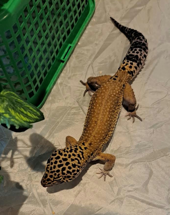 Zoe's Gecko Dandelion