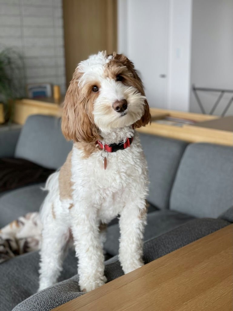 Stella's Dog Alfie