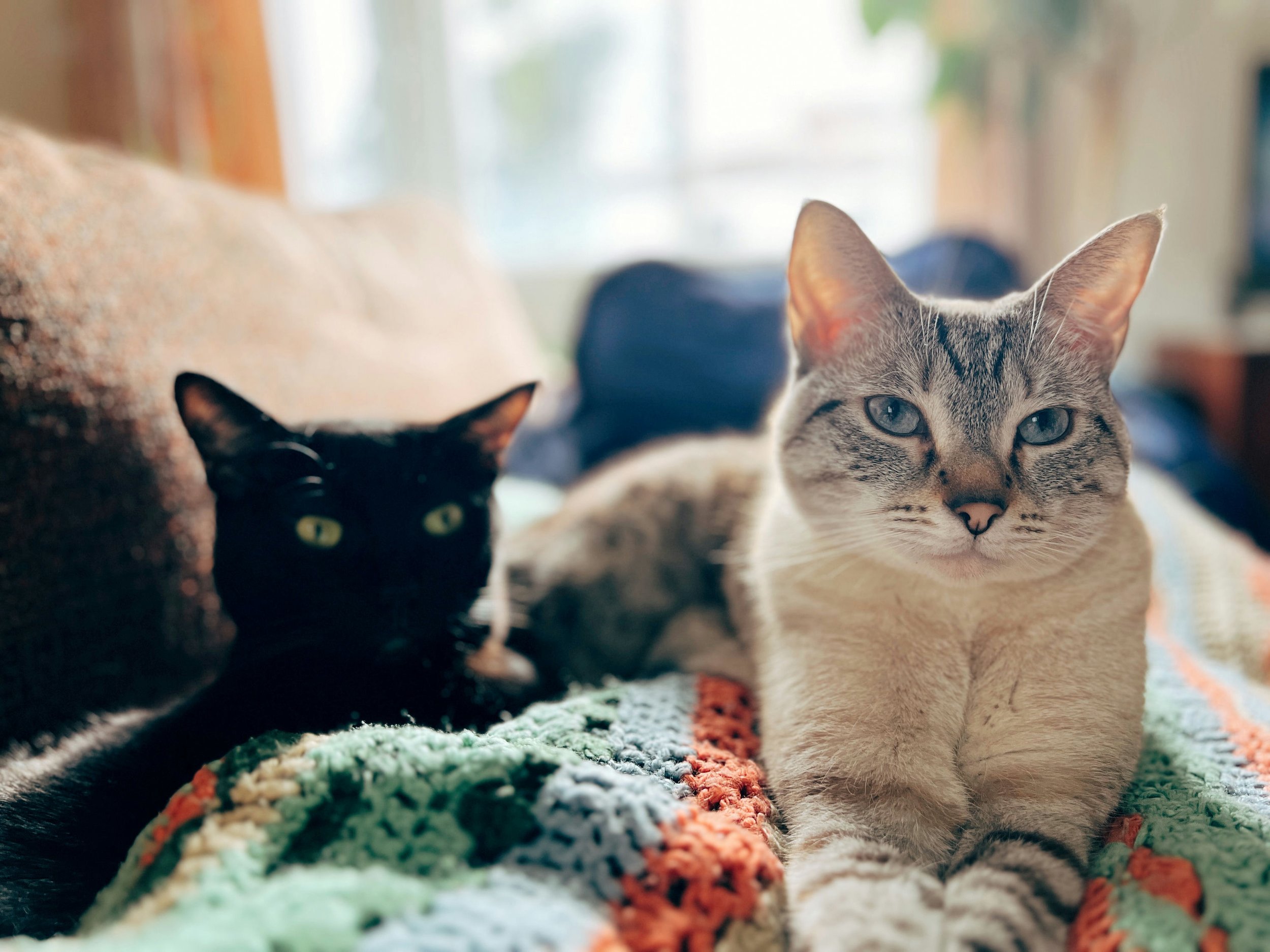 Penny's Cats Tina & Frankie