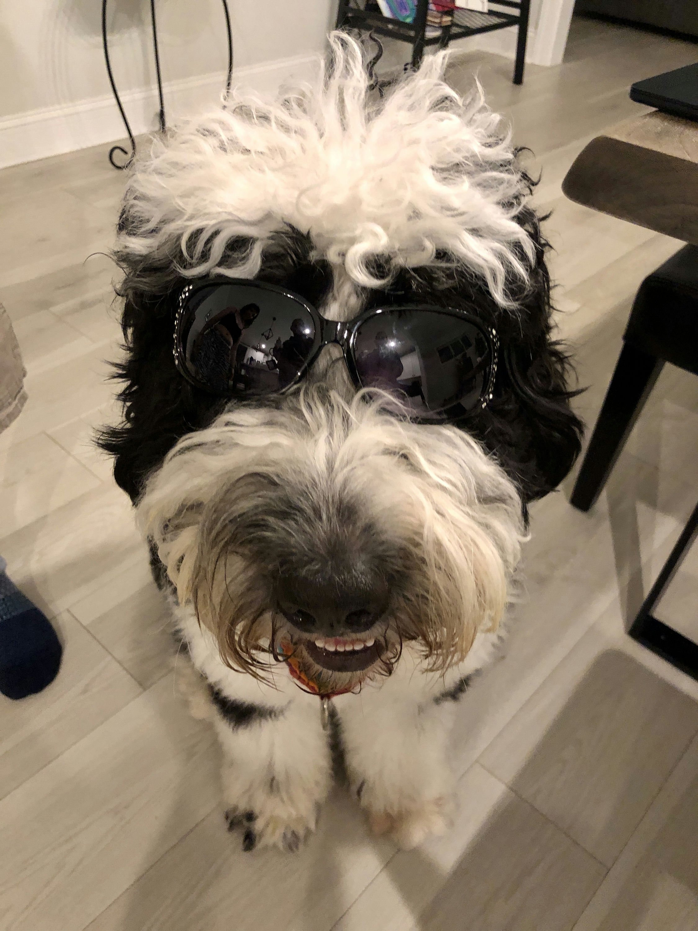 Eliza's Dog Bear