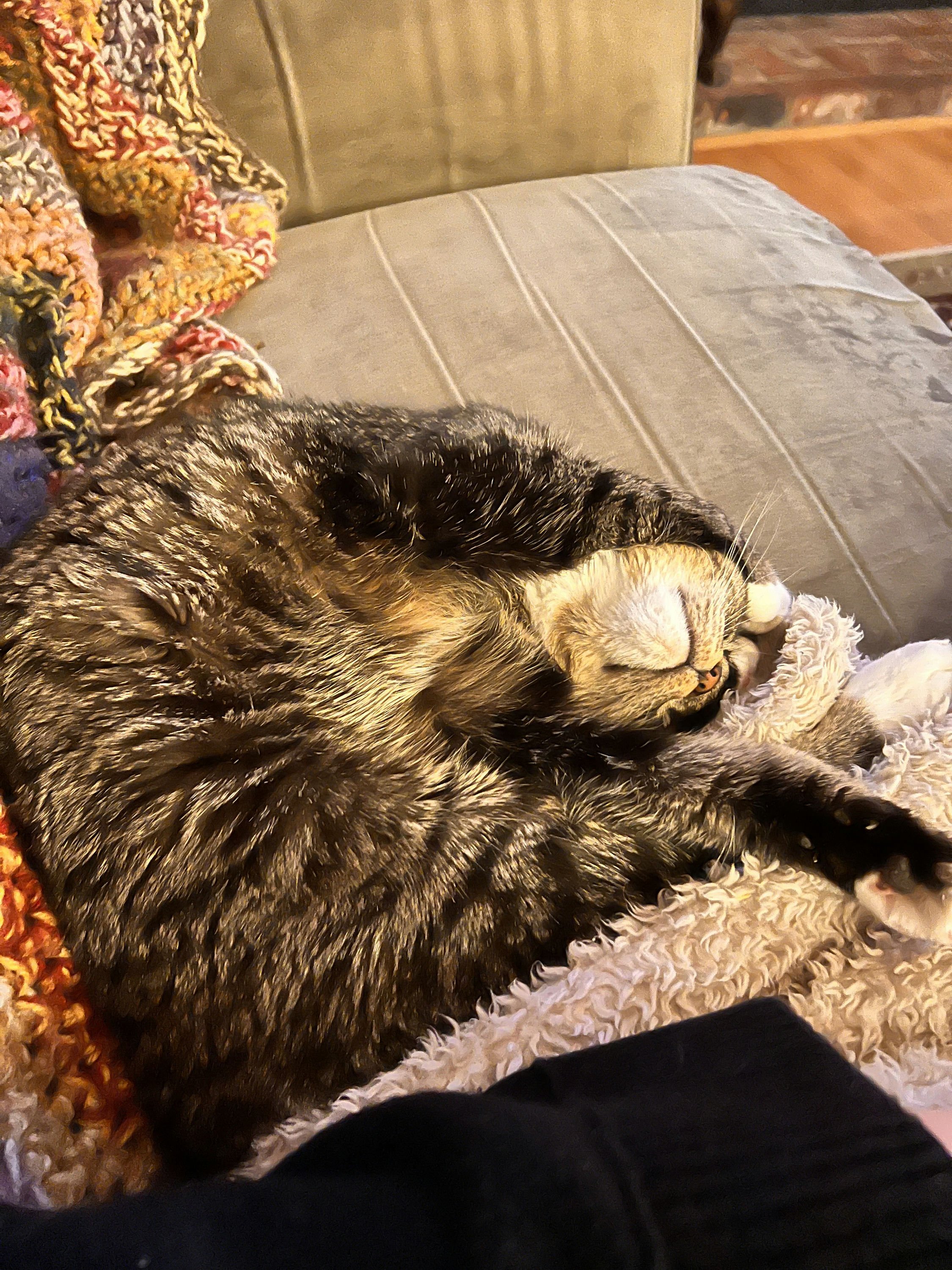 Alex's Cat Petunia