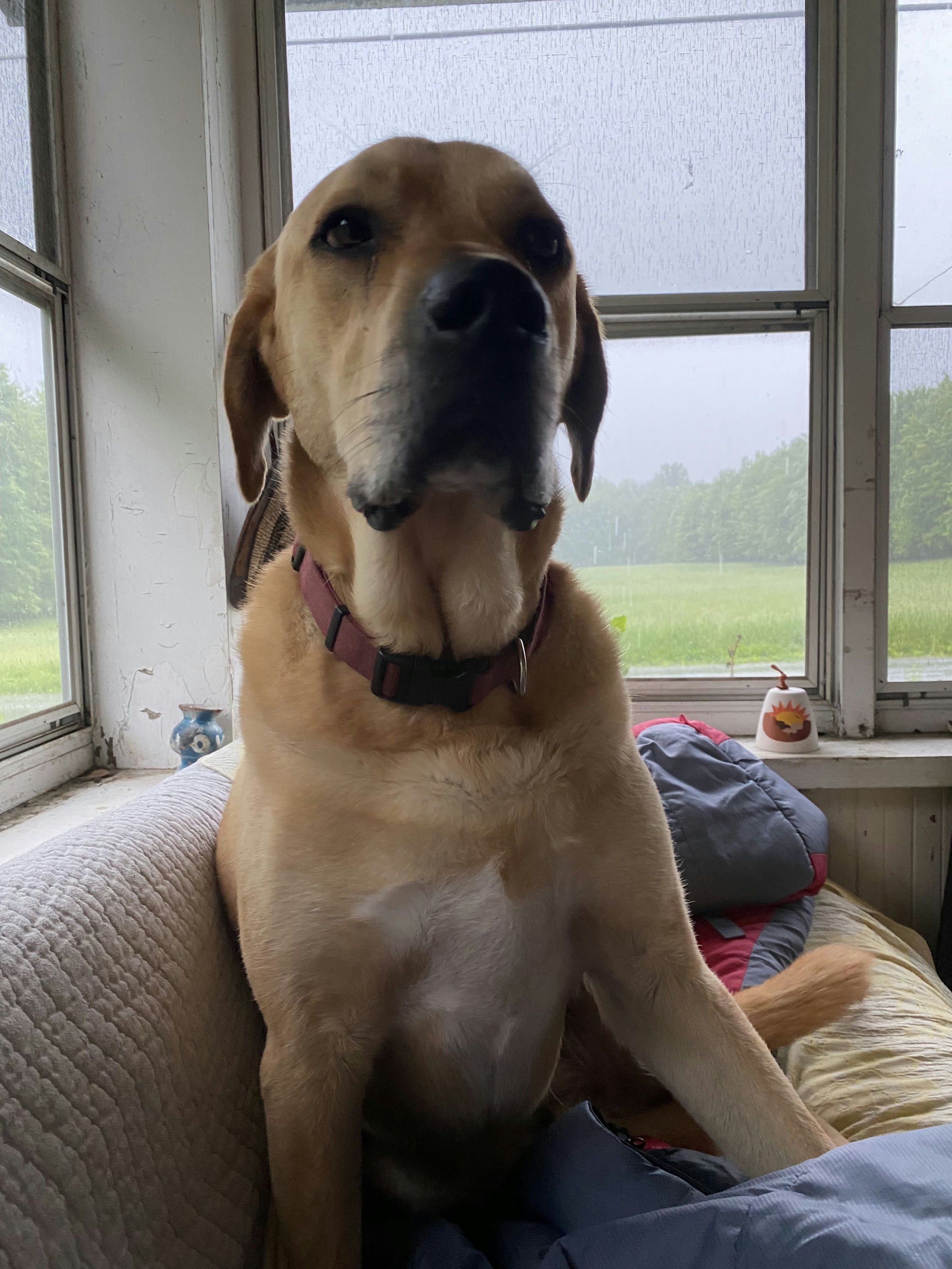 Rowen's Dog