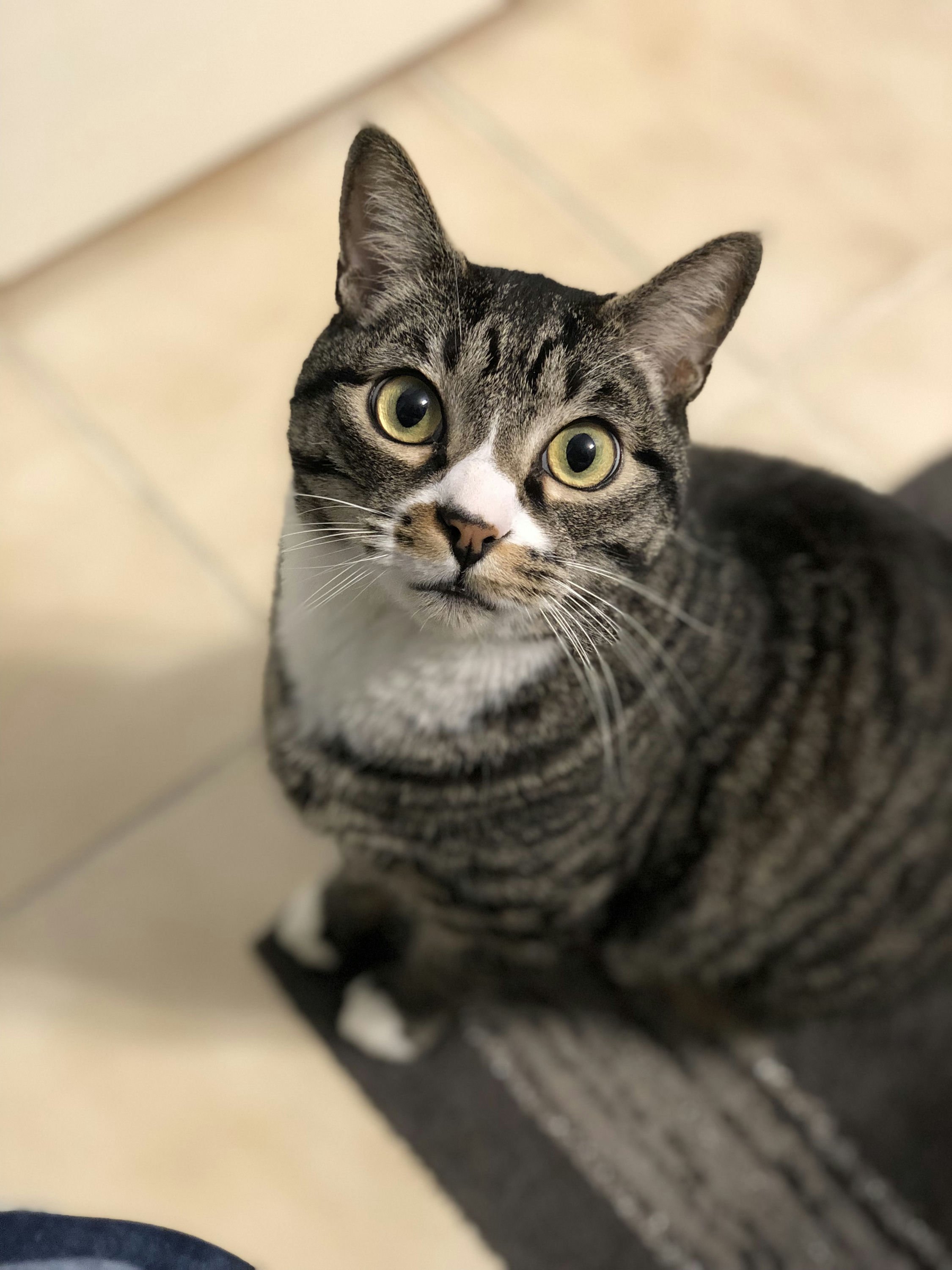 Addy's Cat Sterling